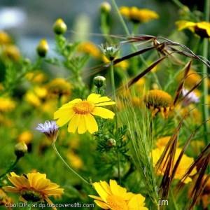 Yellow-Sun-Flowers-Display-Picture