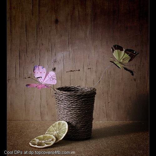 Abstract-Butterfly-Art-Display-Picture