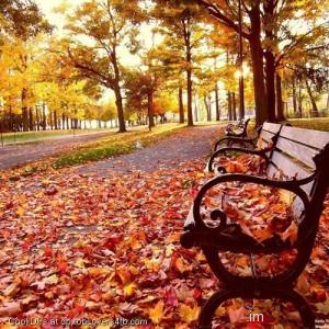 Autumn-Leaves-Garden-Display-Picture