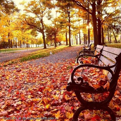 Autumn-Leaves-Garden-Display-Picture