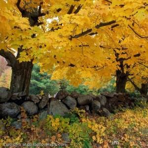 Autumn-Yellow-Leaves-Display-Picture