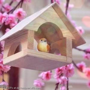 Beautiful-Bird-Display-Picture