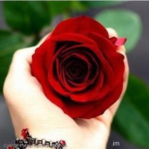 Beautiful-Flowers-Heart-Display-Picture