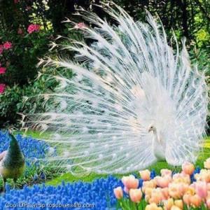 Beautiful-White-Peacock-Display-Picture