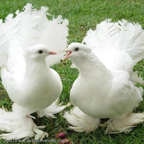 Beautiful-White-Pigeon-Display-Picture