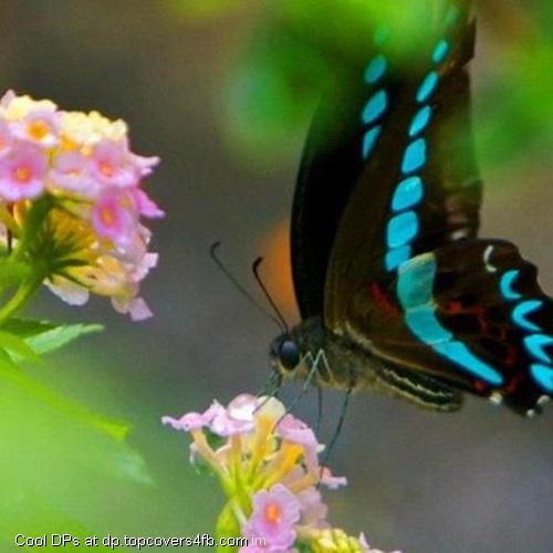 Black-And-Blue-Butterfly-Display-Picture
