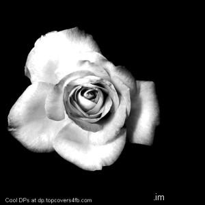 Black-And-White-Flower-Display-Picture