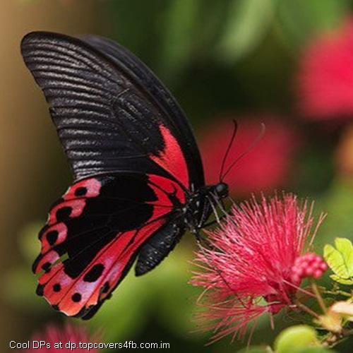 Black-Butterfly-Display-Picture