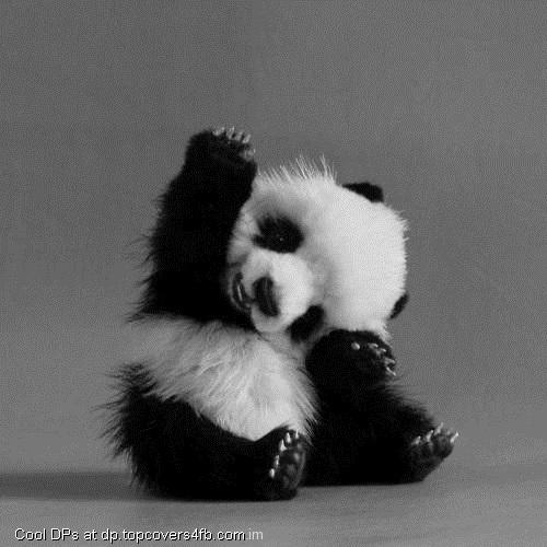 Black-Panda-Display-Picture
