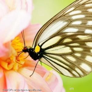 Brown-Butterfly-Display-Picture