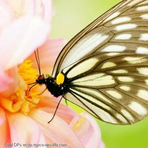 Brown-Butterfly-Display-Picture