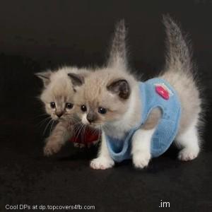 Brown-Cute-Kittens-Display-Picture
