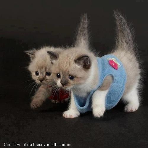 Brown-Cute-Kittens-Display-Picture