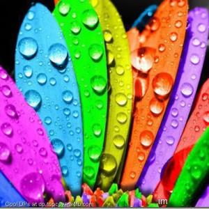 Color-Petals-Display-Picture