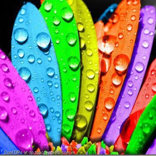 Color-Petals-Display-Picture