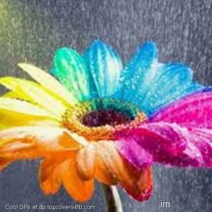 Color-Rain-Petals-Display-Picture