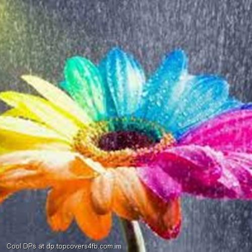 Color-Rain-Petals-Display-Picture