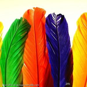 Colorful-Feathers-Display-Picture