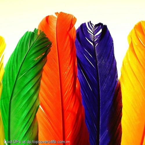 Colorful-Feathers-Display-Picture
