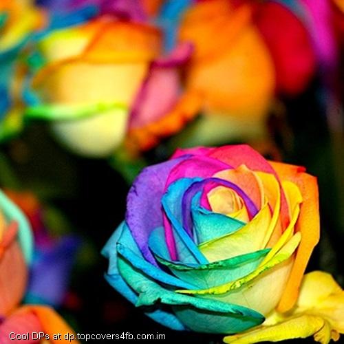 Colorful-Flowers-Abstract-Art-Display-Picture