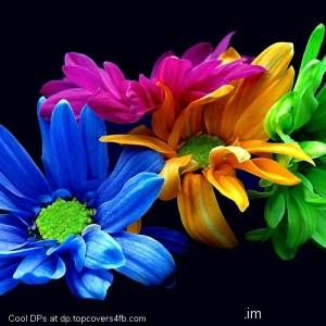Colorful-HD-Flowers-Display-Picture