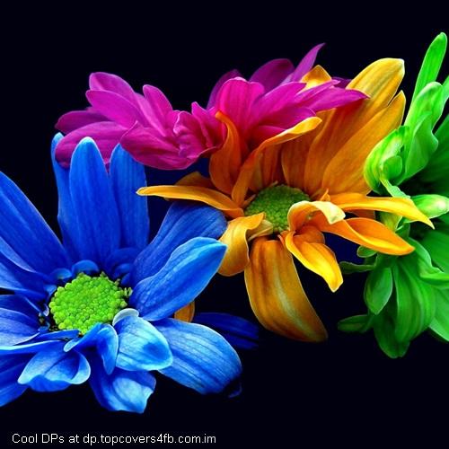 Colorful-HD-Flowers-Display-Picture