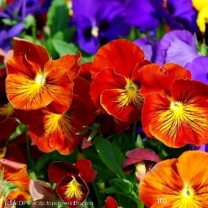 Colorful-Red-Flower-Display-Picture