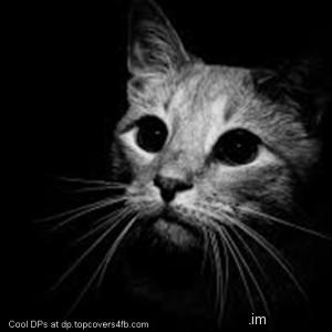 Cute-Cat-Black-Display-Picture