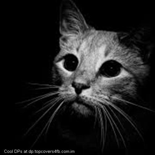 Cute-Cat-Black-Display-Picture