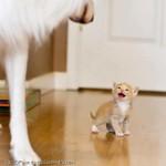 Cute-Kitten-Smile-Display-Picture