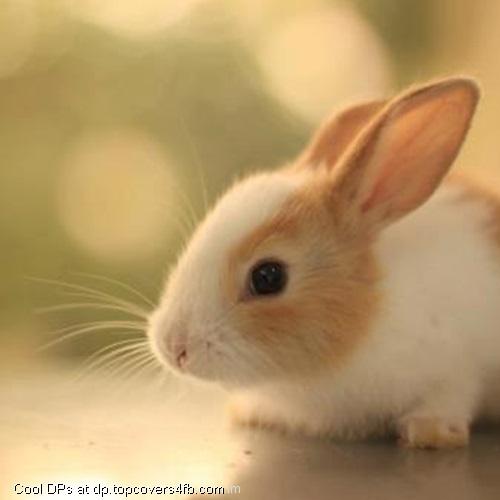 Cute-Rabbit-Display-Picture