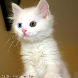 Cutie-Pets-Display-Picture