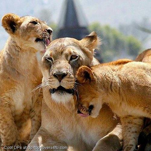 Lion-Cub-Display-Picture