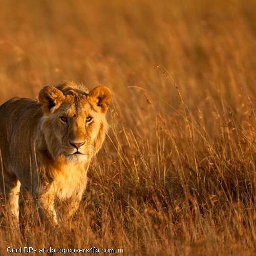 Lion-Side-View-Display-Picture