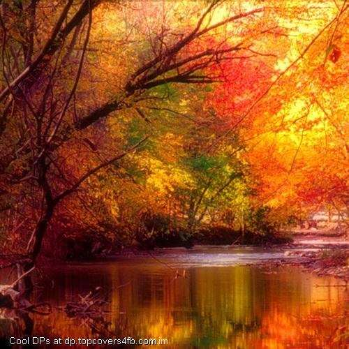 Natural-Orange-View-Display-Picture