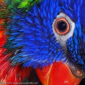 Parrot-Eye-Display-Picture