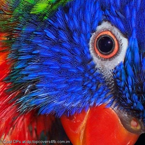 Parrot-Eye-Display-Picture
