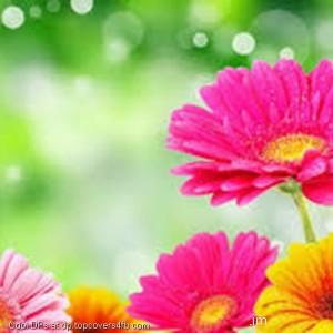 Pink-Flowers-Display-Picture