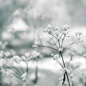 Pure-White-Snow-Display-Picture