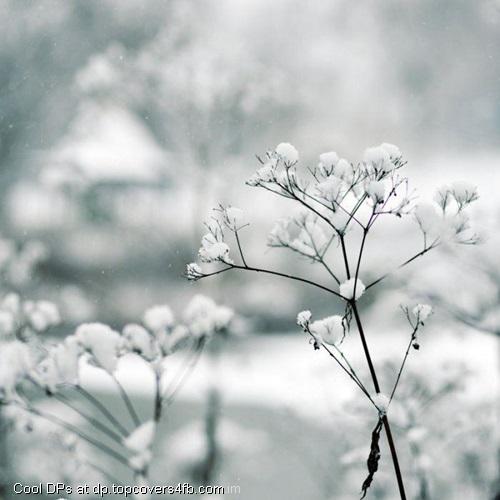 Pure-White-Snow-Display-Picture