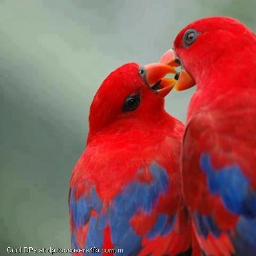 Red-Parrots-Display-Picture