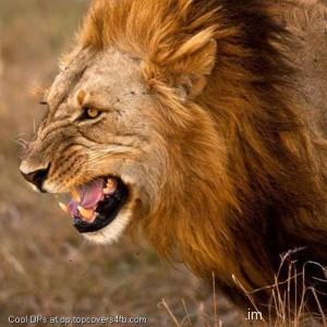 Roaring-Lion-Display-Picture
