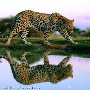 Shadow-Tiger-Display-Picture