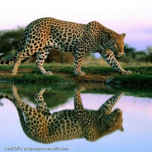 Shadow-Tiger-Display-Picture