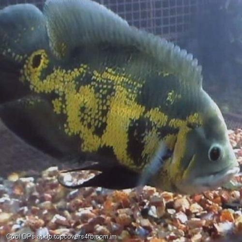 Under-Water-Fish-Display-Picture