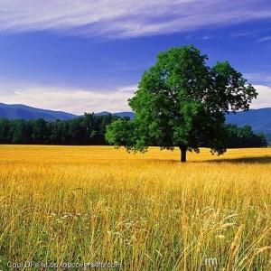 Wheat-Field-Display-Picture