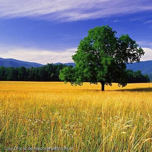 Wheat-Field-Display-Picture