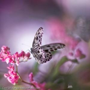 White-Butterfly-Flower-Display-Picture