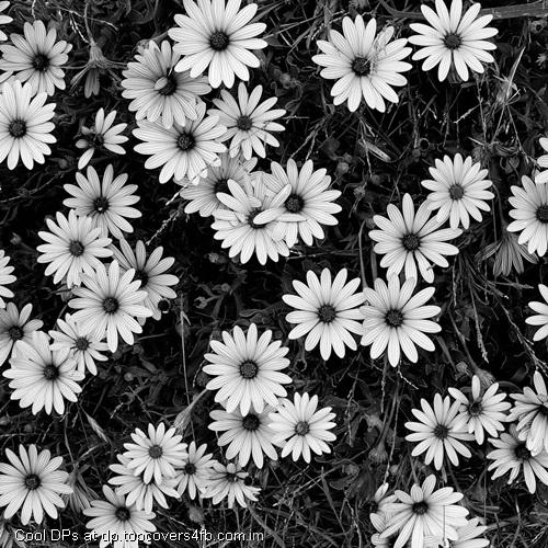 White-Flower-Abstract-Display-Picture