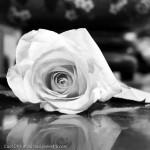 White-Flower-Display-Picture